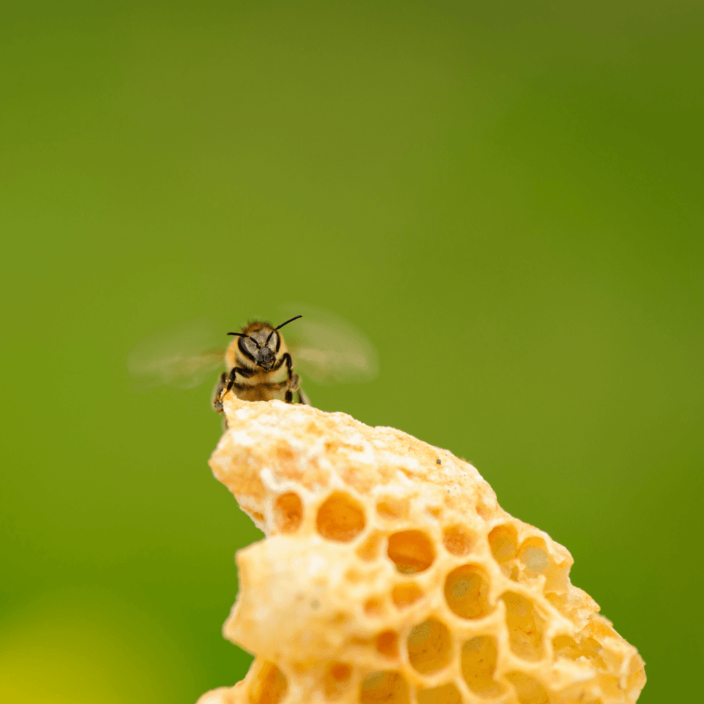 The Secret to Strengthening Immunity with Royal Jelly